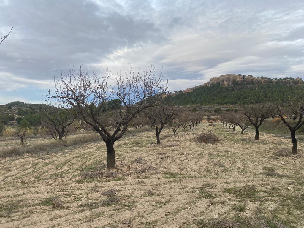  3 Parcelas en producción ARREBOLAO
